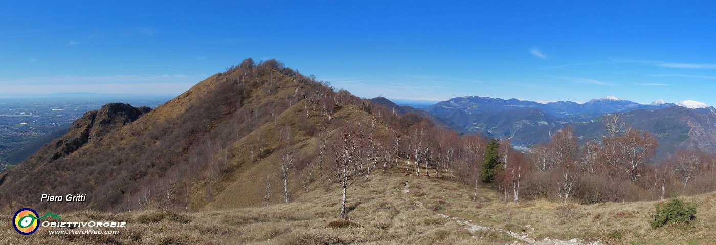 43 Dalla Stalla del Fopp sul sent. 531 verso il Monte Costone con tante betulle.jpg